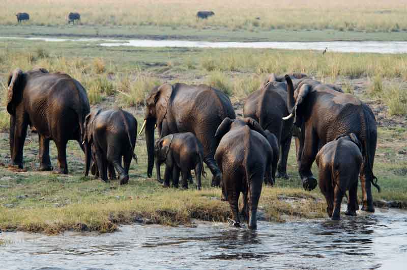 Elefante - parque nacional de Chobe - Botswana - cruzando un rio 7.jpg